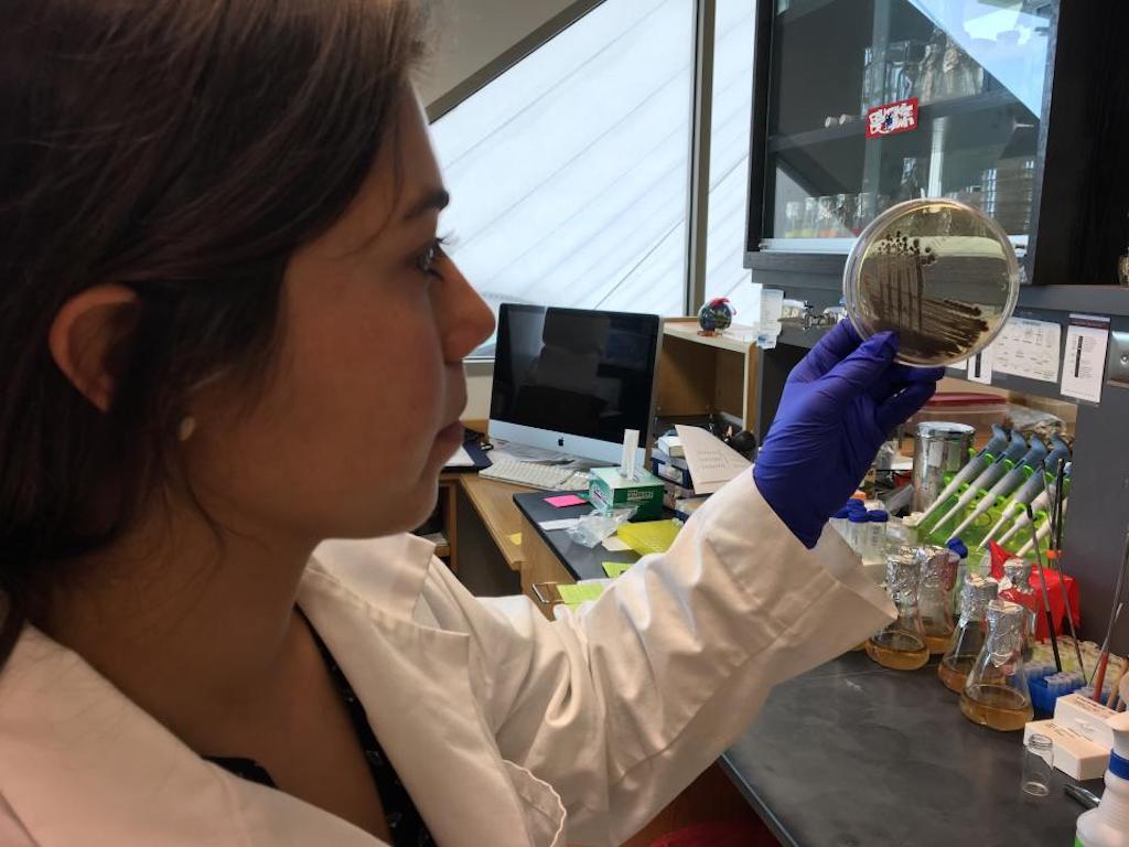Daniela Tizabi studies giant barrel sponge microbes in the lab