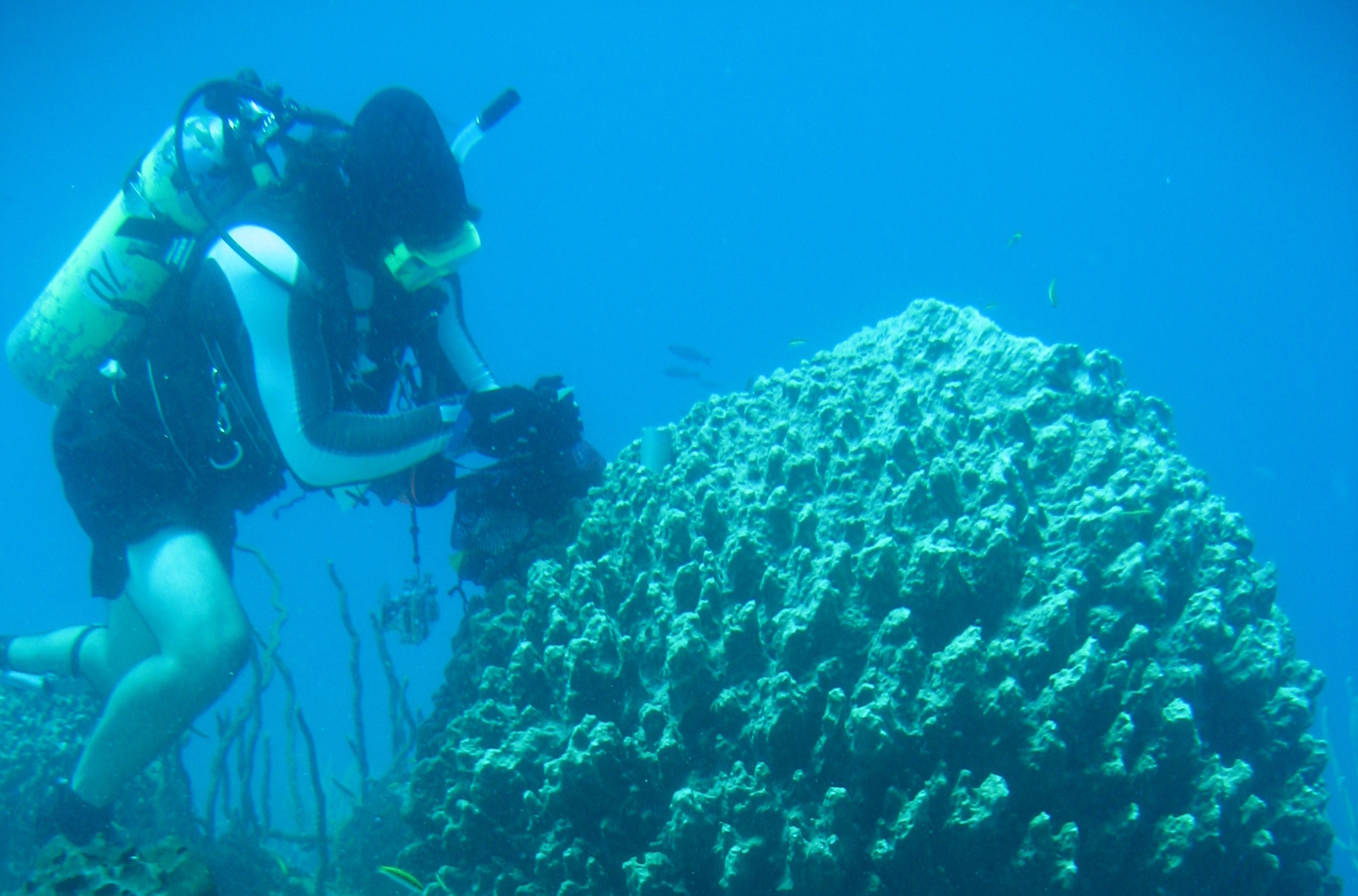 Jan dives on reef with sponges