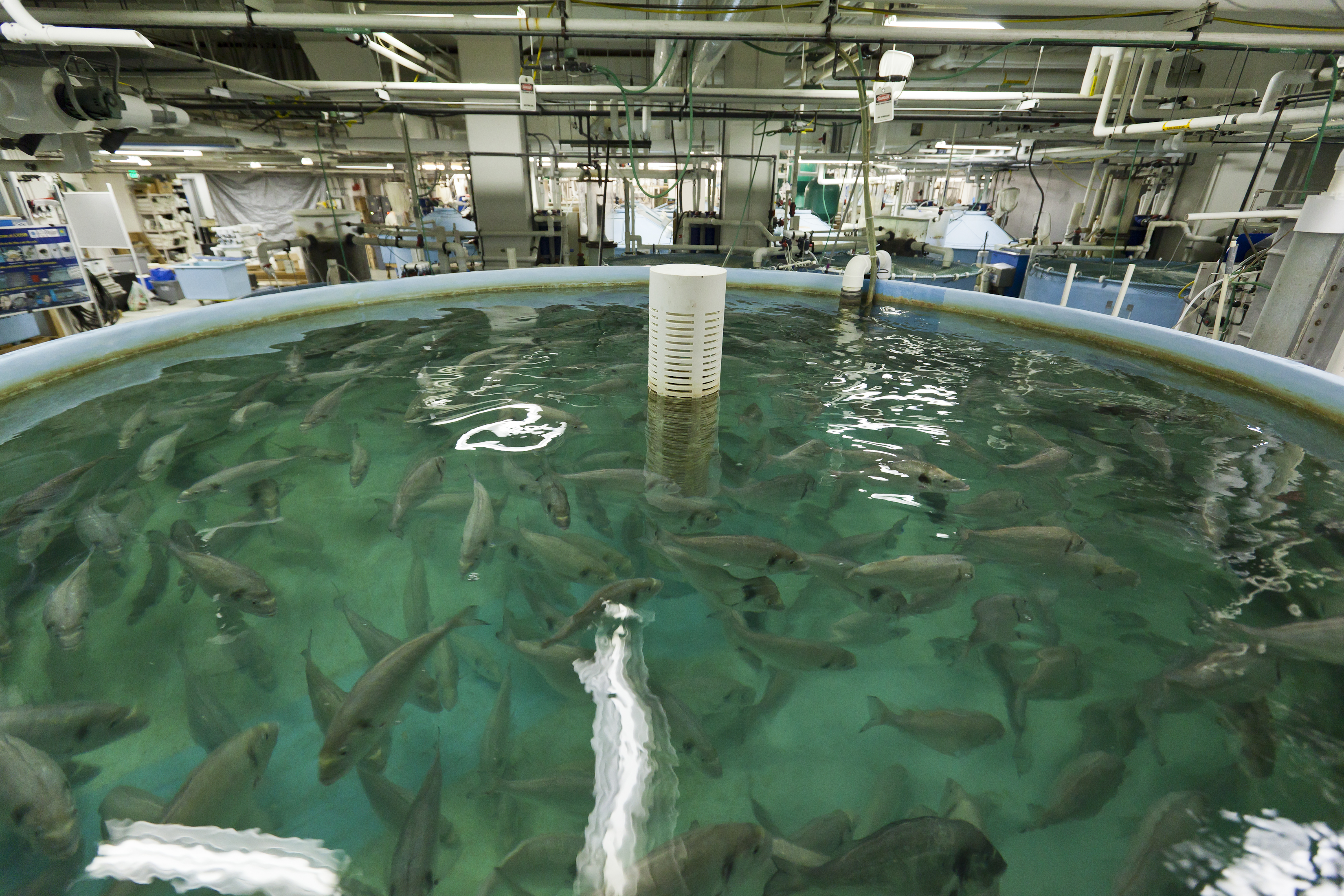 School of fish swimming in a large circular tank