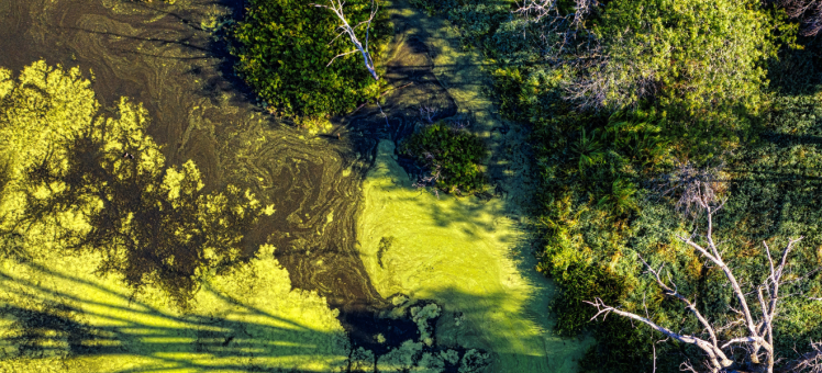 an ariel shot of algae in a river and trees on the riverside 