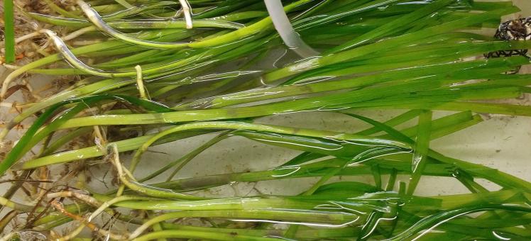 seagrass in the lab