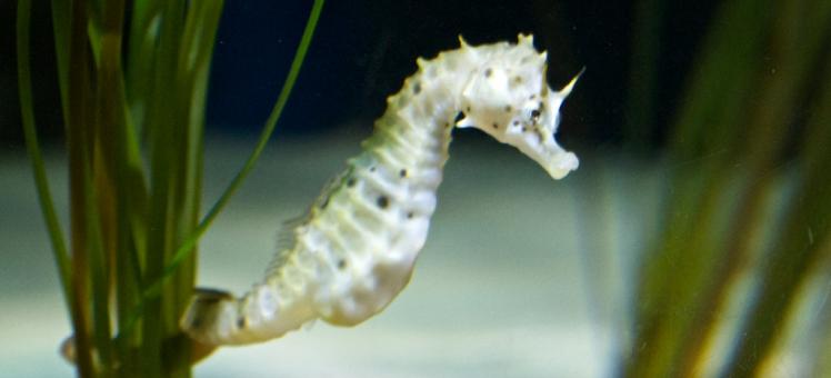 seahorse uses its tail to grab onto seagrass