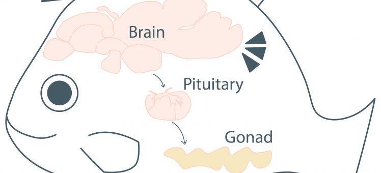 illustration of fish with brain, pituitary, and gonads connected