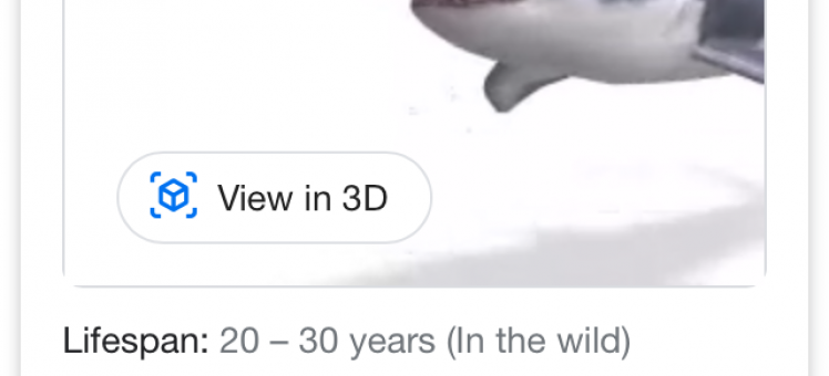 screenshot of google screen featuring great white shark