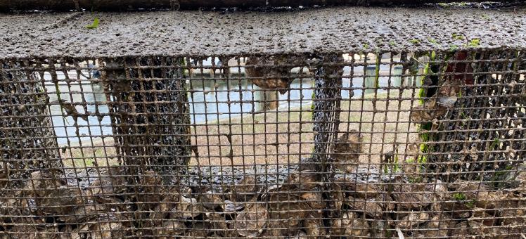 oysters on cages