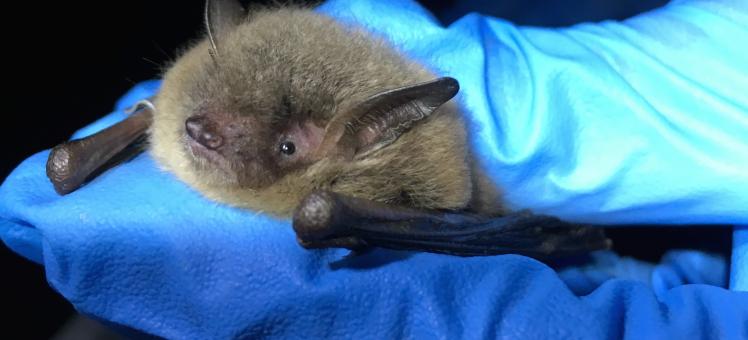 close up of a fuzzy little brown bat