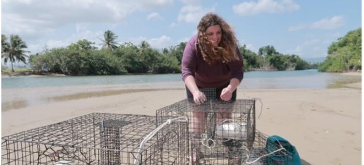 Olivia arranges cages on a beach
