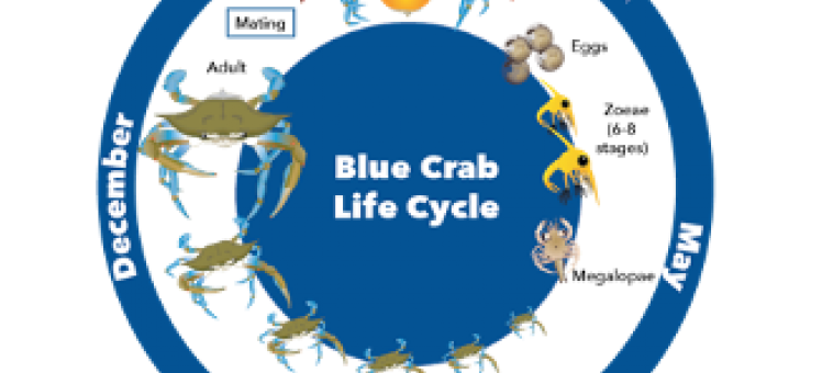 Blue crab life cycle diagram from eggs to zoeae to megalopae to juvenile to adult
