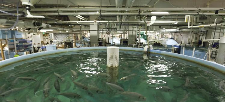 fish in a tank in the Aquaculture Research Center