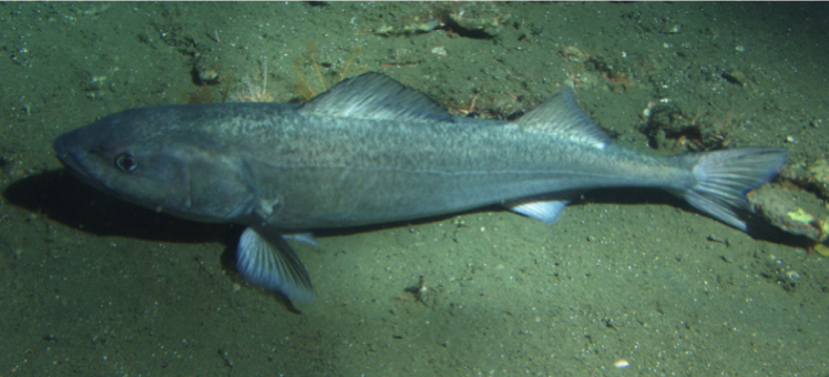 sablefish