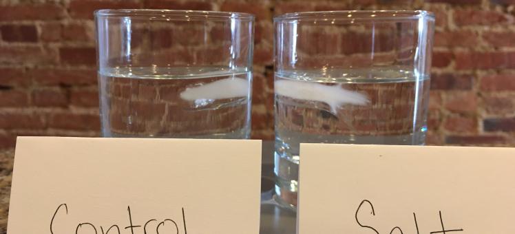 two glasses of water with ice. One labeled control and one labeled salt