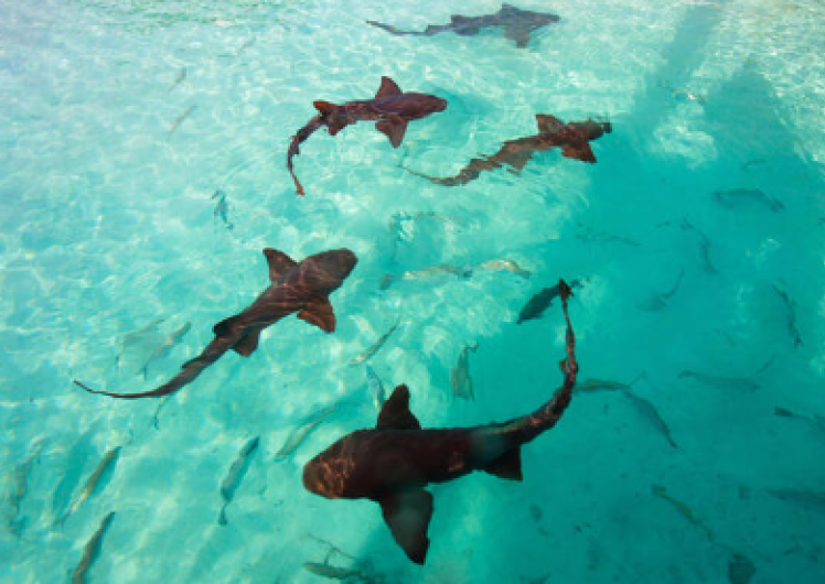 Nurse Sharks