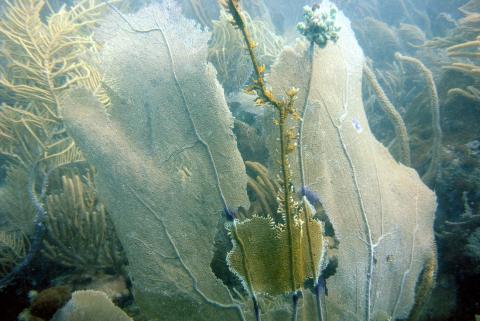 Welcome Dr. Allison Tracy | IMET