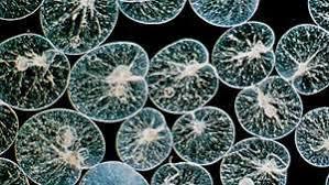 dinoflagellates under a microscope