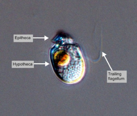 Amphidinium carterae under a microscope