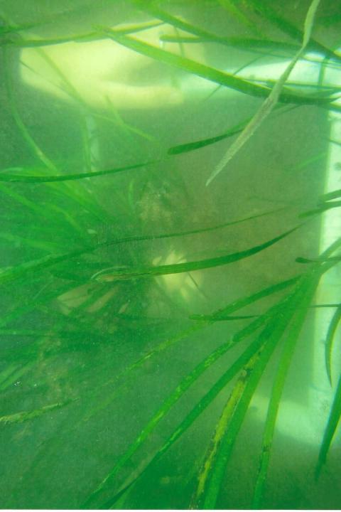 eelgrass under water