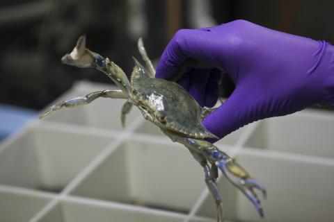 hand holding a blue crab, callinectes sapidus