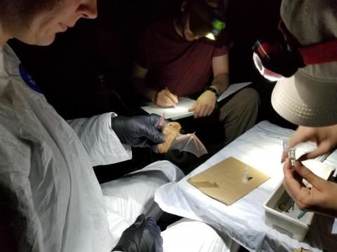 one scientist holds a bat while the other two take notes. All wear headlamps