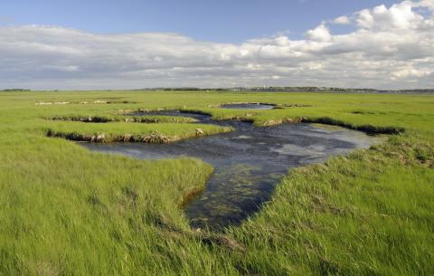 image of salt marsh - grass and water together