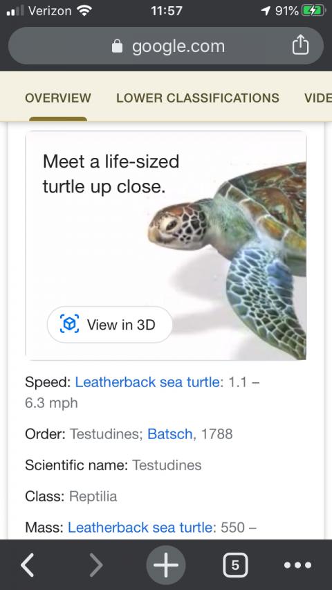 screenshot of google screen featuring turtle