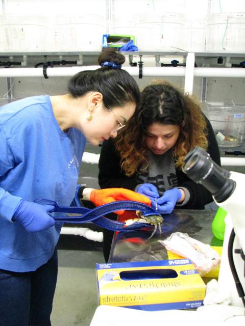 Mingli Zhao and Olivia Pares hold a blue crab with a tool in the lab