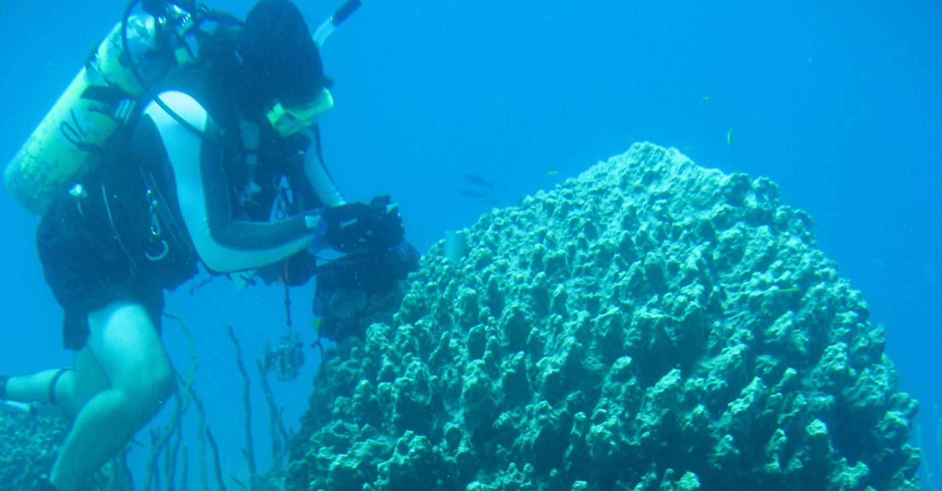Jan dives on reef with sponges