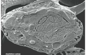 Amphidinium carterae