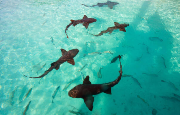 Nurse Sharks