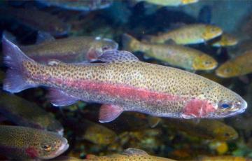 Rainbow Trout