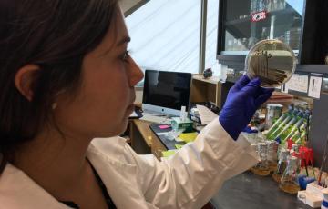 Daniela Tizabi studies giant barrel sponge microbes in the lab