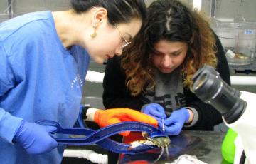 two students inspect a crab