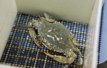 blue crab in tank