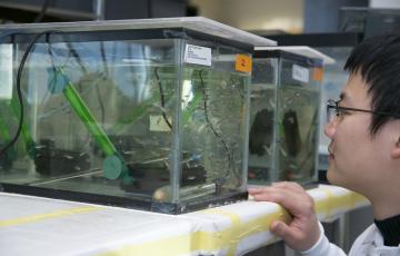 student looks at tank of tiny fish