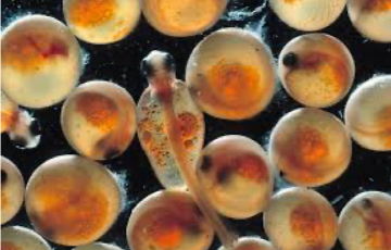 orange fish eggs developing into juveniles