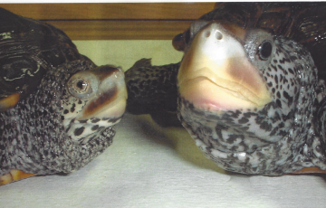 close-up of two terrapins' faces