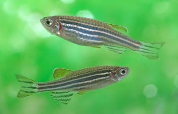 two small striped fish