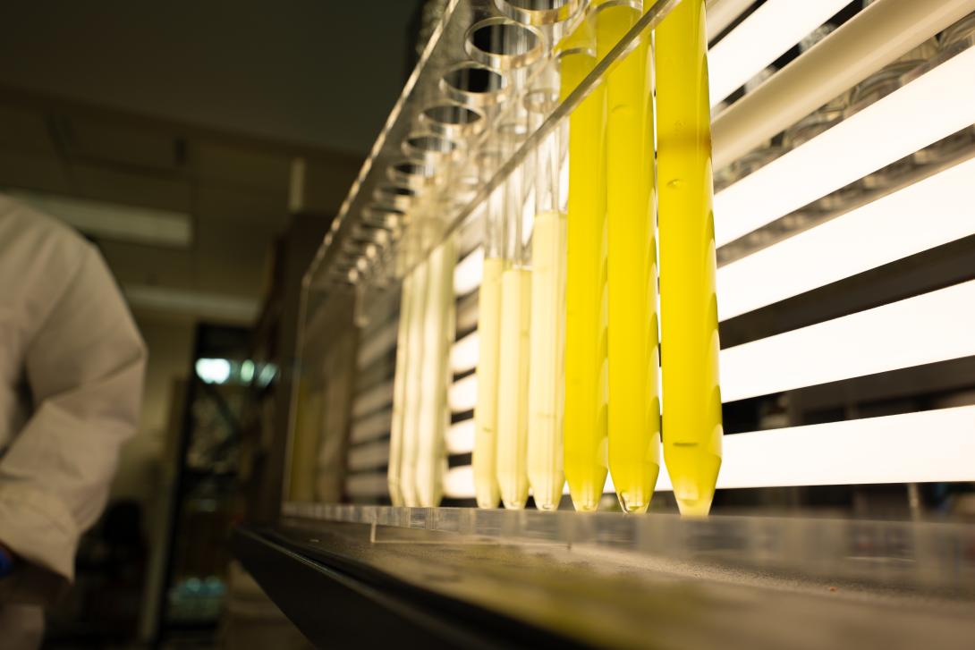 Algae Bank