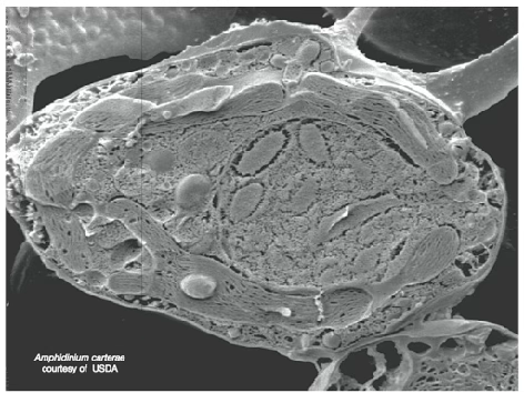 Amphidinium carterae