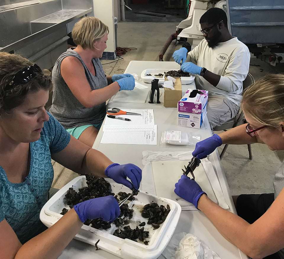 Ammar and three other scientists process Mussels; Photo: NOAA